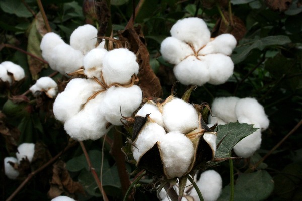 Cotton